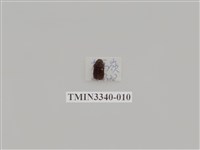 藏品(埔里胖絨毛金龜)的圖片